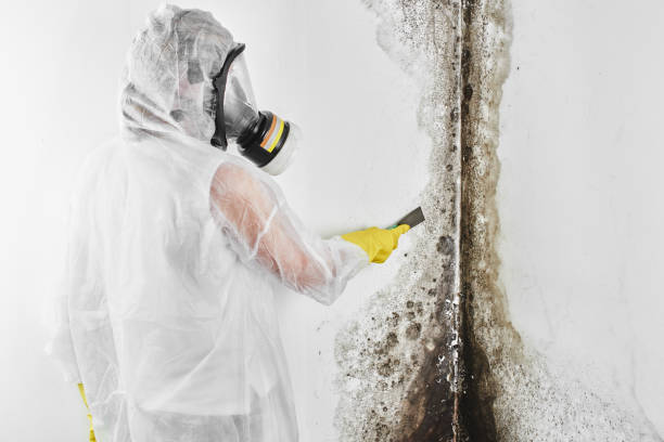 Office Mold Removal Services in Lookout Mountain, GA