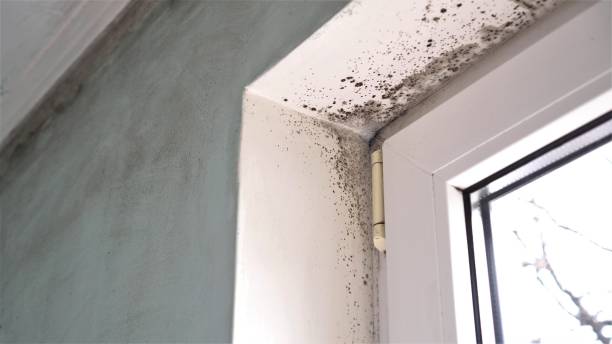 Best Mold Removal Company Near Me  in Lookout Mountain, GA