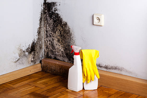 Best Fast Mold Removal  in Lookout Mountain, GA