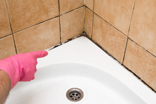 Best Toxic Mold Removal  in Lookout Mountain, GA